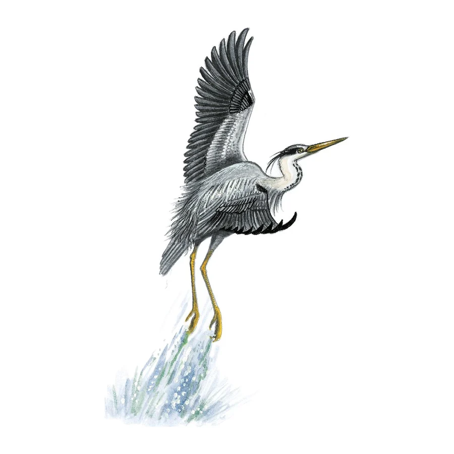 Héron à l'envol, dessin pour le canal entre Champagne et Bourgogne.