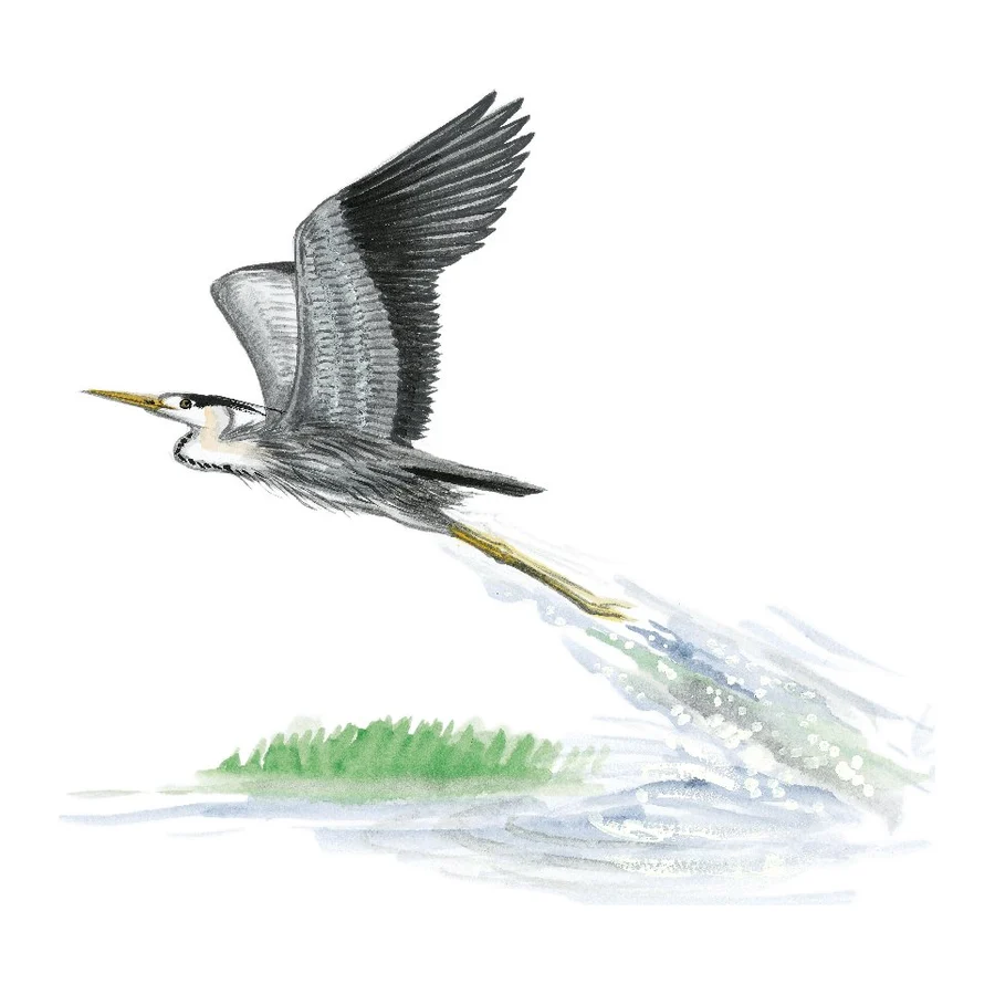 Héron en vol, dessin pour le canal entre Champagne et Bourgogne.
