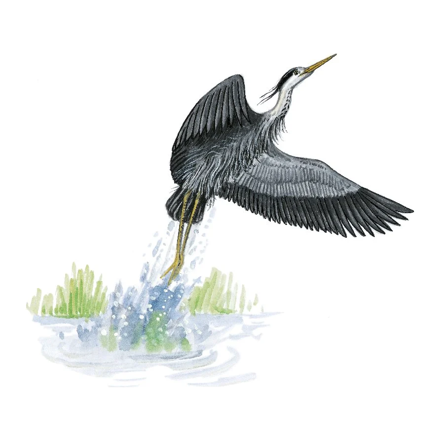 Héron quittant l'eau, dessin pour le canal entre Champagne et Bourgogne.