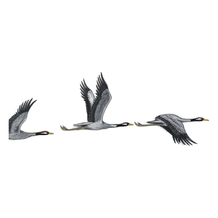 Grues en vol, dessin pour le canal entre Champagne et Bourgogne.