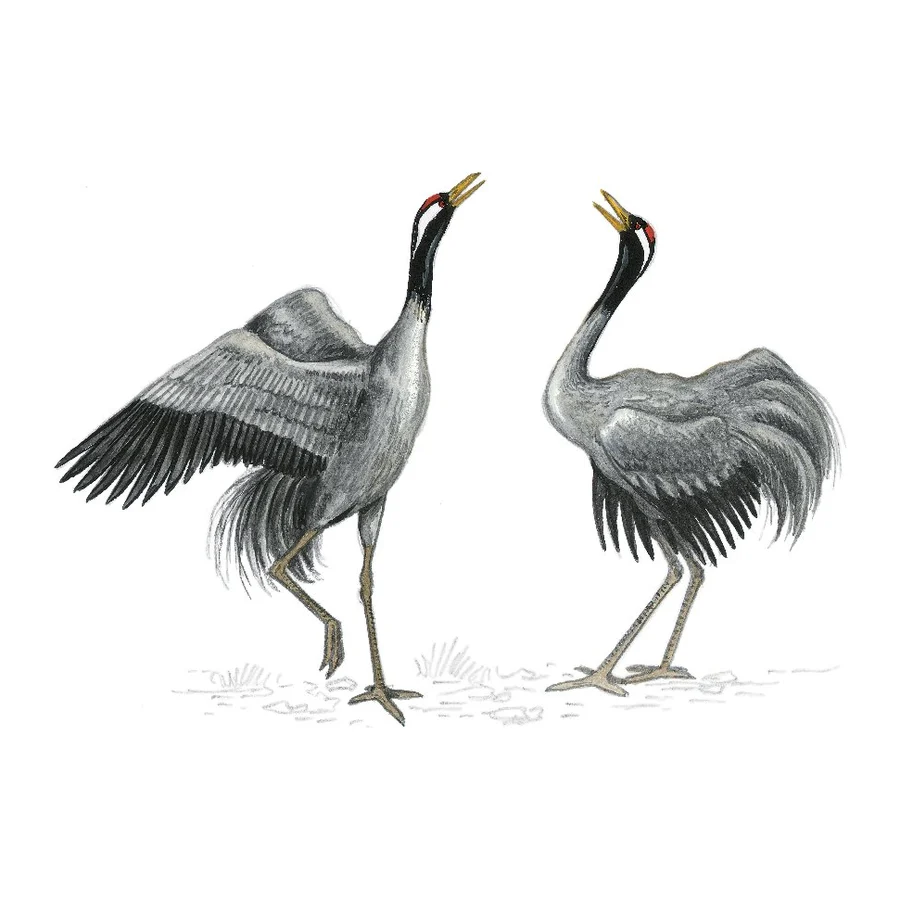 Grues en parade, dessin pour le canal entre Champagne et Bourgogne.
