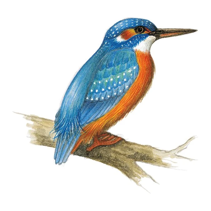 Martin-pêcheur, dessin pour le canal entre Champagne et Bourgogne.