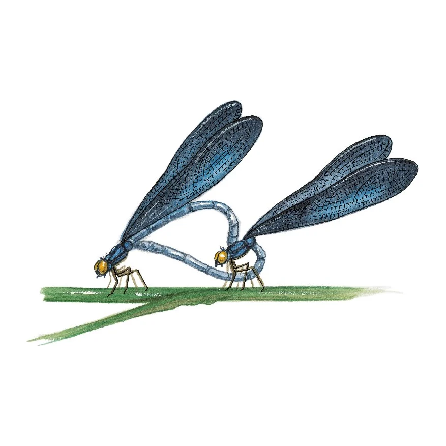 Libellules en couple, dessin pour le canal entre Champagne et Bourgogne.