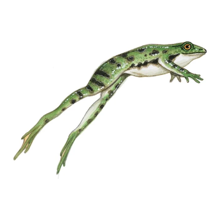 Grenouille verte, dessin pour le canal entre Champagne et Bourgogne.