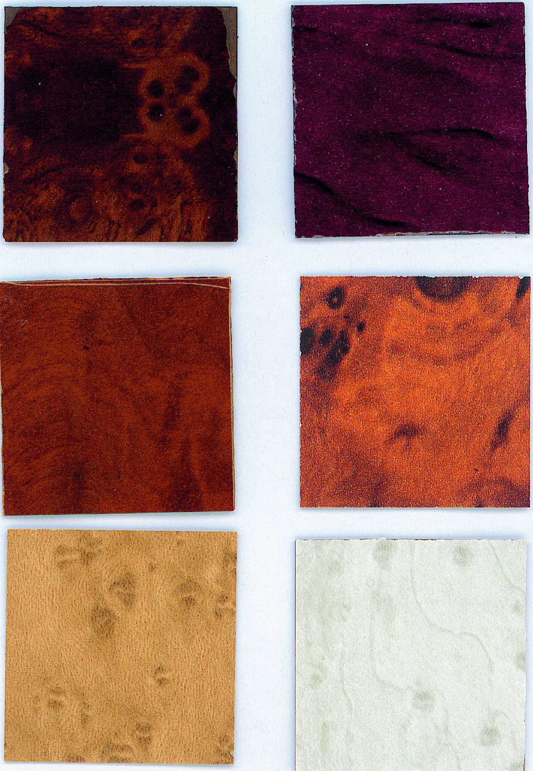 Six échantillons de bois sur fond blanc : loupes sombres, merisier, loupe claire et bois blanchi.